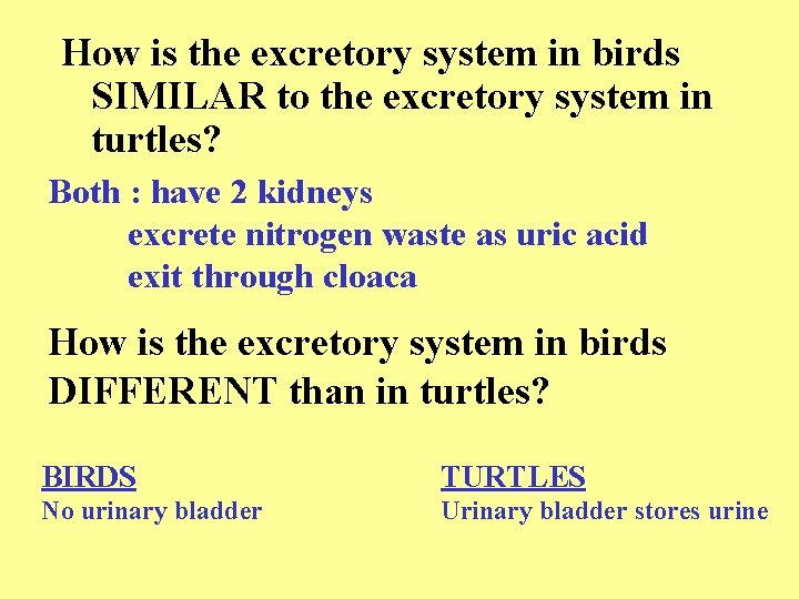 How is the excretory system in birds SIMILAR to the excretory system in turtles?
