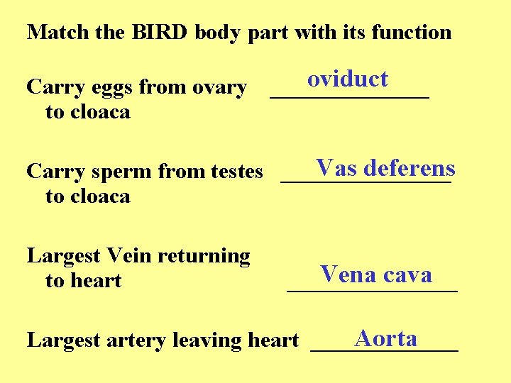 Match the BIRD body part with its function Carry eggs from ovary to cloaca