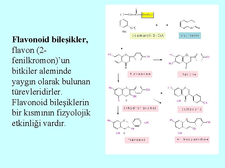 Flavonoid bileşikler, flavon (2 fenilkromon)’un bitkiler aleminde yaygın olarak bulunan türevleridirler. Flavonoid bileşiklerin bir
