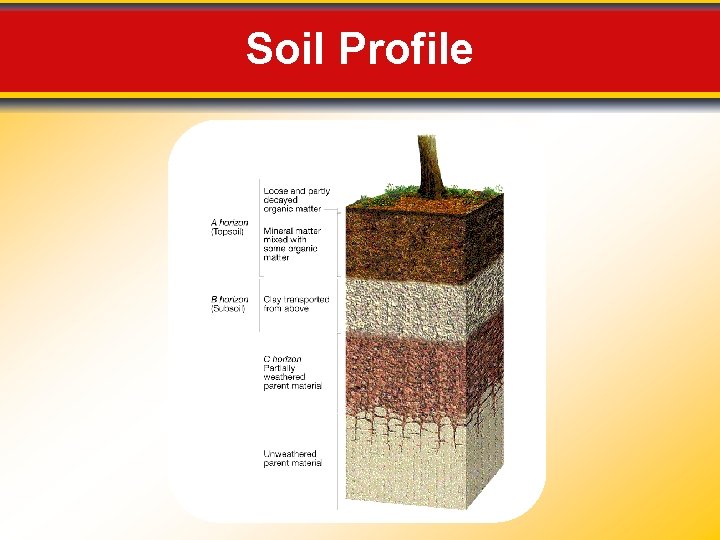 Soil Profile 