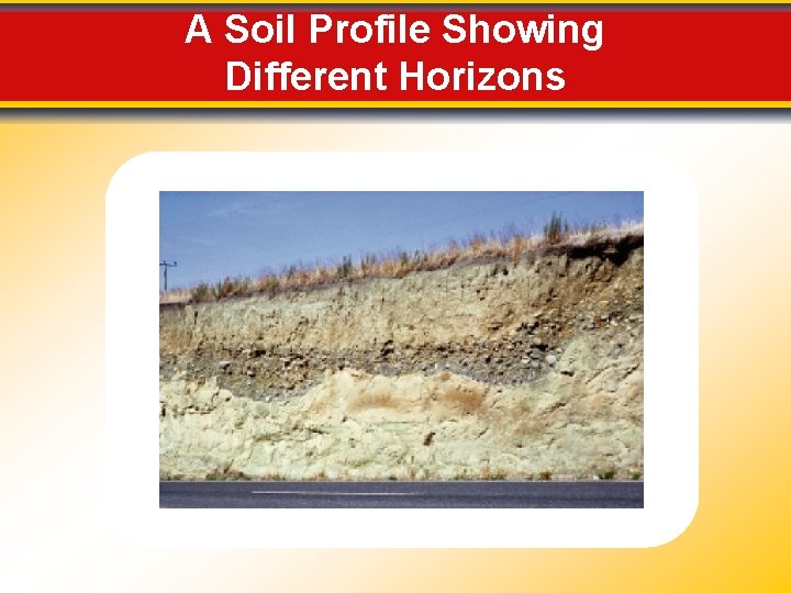 A Soil Profile Showing Different Horizons 