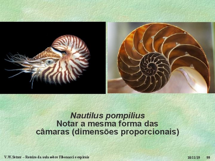 Nautilus pompilius Notar a mesma forma das câmaras (dimensões proporcionais) V. W. Setzer –