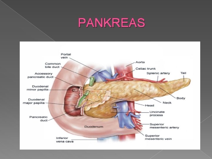 PANKREAS 