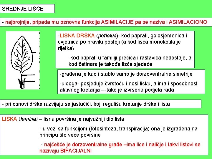 SREDNJE LIŠĆE - najbrojnije, pripada mu osnovna funkcija ASIMILACIJE pa se naziva i ASIMILACIONO SREDNJE LIŠĆE - najbrojnije, pripada mu osnovna funkcija ASIMILACIJE pa se naziva i ASIMILACIONO