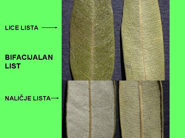 LICE LISTA BIFACIJALAN LIST NALIČJE LISTA LICE LISTA BIFACIJALAN LIST NALIČJE LISTA