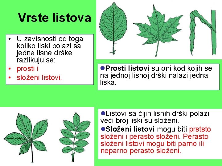 Vrste listova • U zavisnosti od toga koliko liski polazi sa jedne lisne drške