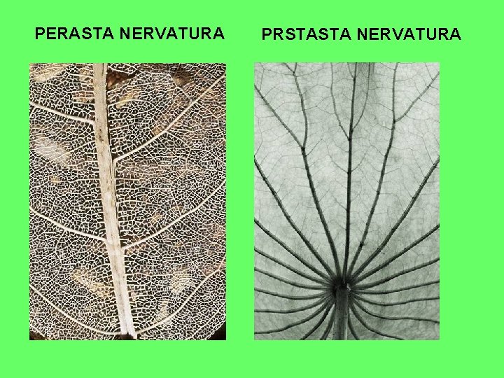 PERASTA NERVATURA PRSTASTA NERVATURA PERASTA NERVATURA PRSTASTA NERVATURA