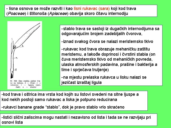 - lisna osnova se može razviti i kao lisni rukavac (sara) koji kod trava - lisna osnova se može razviti i kao lisni rukavac (sara) koji kod trava