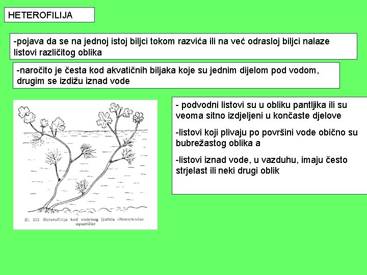 HETEROFILIJA -pojava da se na jednoj istoj biljci tokom razvića ili na već odrasloj HETEROFILIJA -pojava da se na jednoj istoj biljci tokom razvića ili na već odrasloj