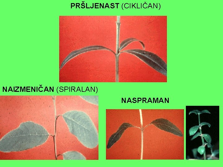 PRŠLJENAST (CIKLIČAN) NAIZMENIČAN (SPIRALAN) NASPRAMAN PRŠLJENAST (CIKLIČAN) NAIZMENIČAN (SPIRALAN) NASPRAMAN