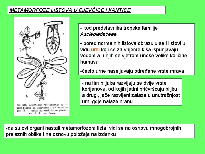 METAMORFOZE LISTOVA U CJEVČICE I KANTICE - kod predstavnika tropske familije Asclepiadaceae - pored METAMORFOZE LISTOVA U CJEVČICE I KANTICE - kod predstavnika tropske familije Asclepiadaceae - pored