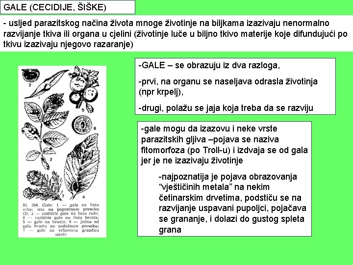 GALE (CECIDIJE, ŠIŠKE) - usljed parazitskog načina života mnoge životinje na biljkama izazivaju nenormalno GALE (CECIDIJE, ŠIŠKE) - usljed parazitskog načina života mnoge životinje na biljkama izazivaju nenormalno