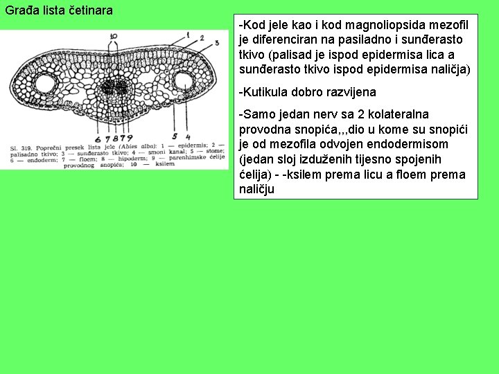 Građa lista četinara -Kod jele kao i kod magnoliopsida mezofil je diferenciran na pasiladno Građa lista četinara -Kod jele kao i kod magnoliopsida mezofil je diferenciran na pasiladno