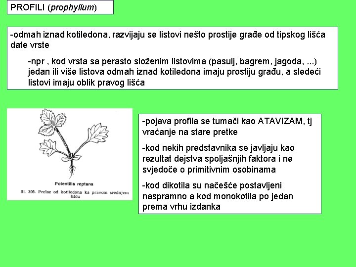 PROFILI (prophyllum) -odmah iznad kotiledona, razvijaju se listovi nešto prostije građe od tipskog lišća PROFILI (prophyllum) -odmah iznad kotiledona, razvijaju se listovi nešto prostije građe od tipskog lišća