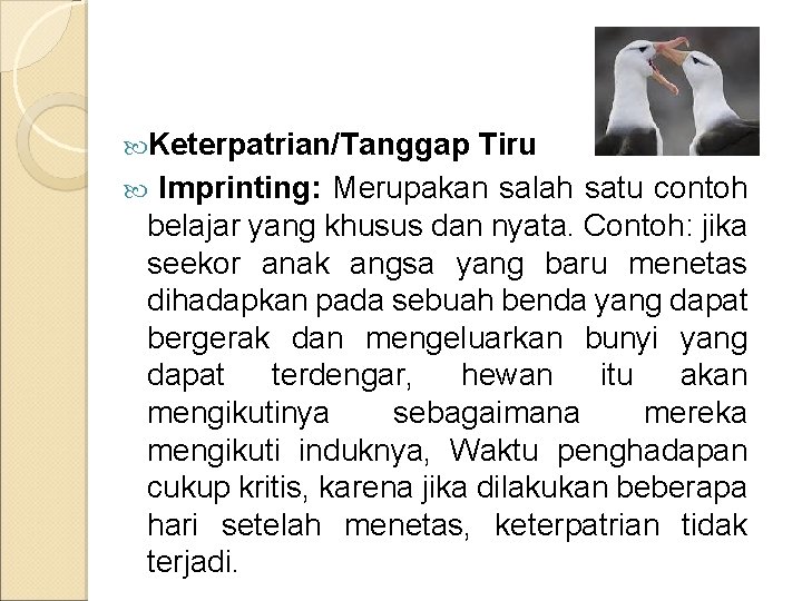  Keterpatrian/Tanggap Tiru Imprinting: Merupakan salah satu contoh belajar yang khusus dan nyata. Contoh: