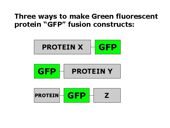 Three ways to make Green fluorescent protein “GFP” fusion constructs: PROTEIN X GFP PROTEIN