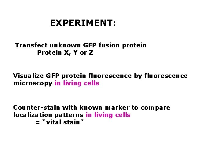 EXPERIMENT: Transfect unknown GFP fusion protein Protein X, Y or Z Visualize GFP protein