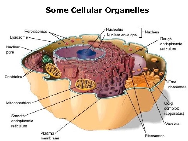 Some Cellular Organelles 