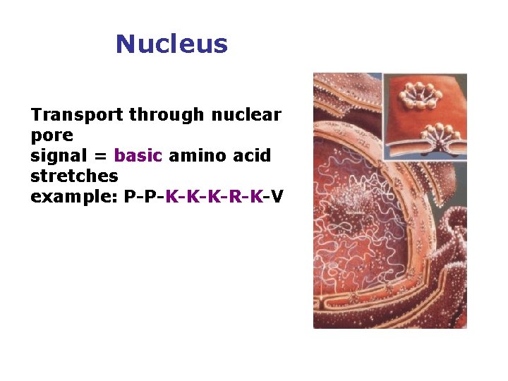 Nucleus Transport through nuclear pore signal = basic amino acid stretches example: P-P-K-K-K-R-K-V 