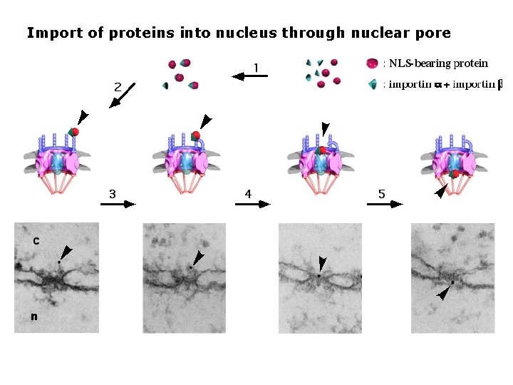 Import of proteins into nucleus through nuclear pore 