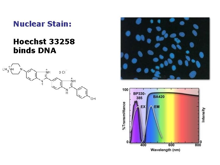 Nuclear Stain: Hoechst 33258 binds DNA 