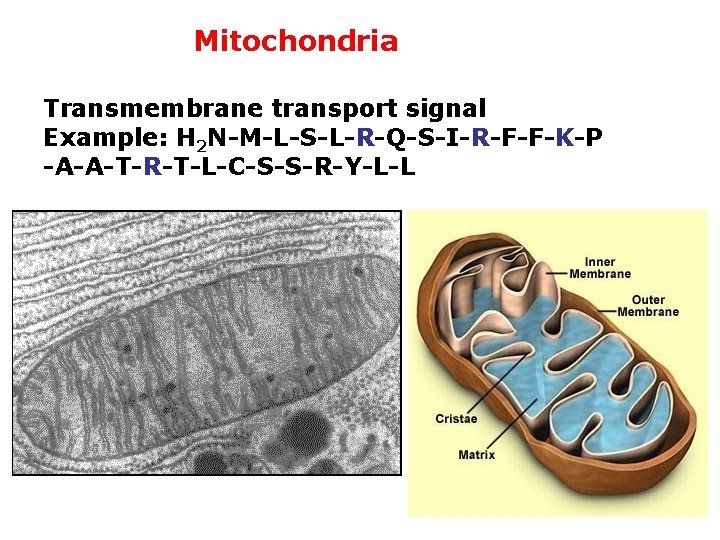 Mitochondria Transmembrane transport signal Example: H 2 N-M-L-S-L-R-Q-S-I-R-F-F-K-P -A-A-T-R-T-L-C-S-S-R-Y-L-L 