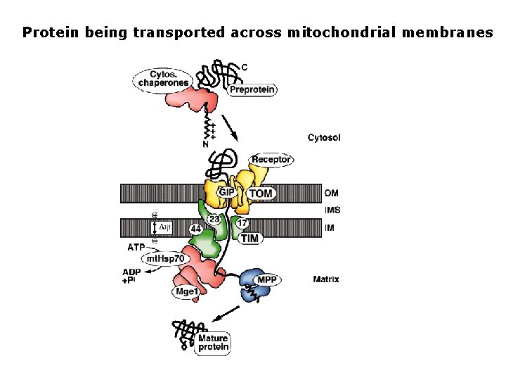 Protein being transported across mitochondrial membranes 