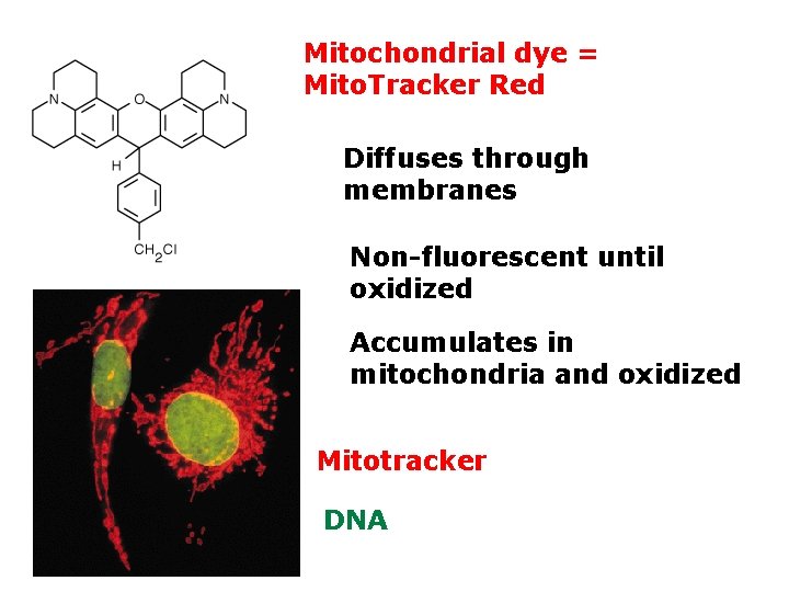 Mitochondrial dye = Mito. Tracker Red Diffuses through membranes Non-fluorescent until oxidized Accumulates in