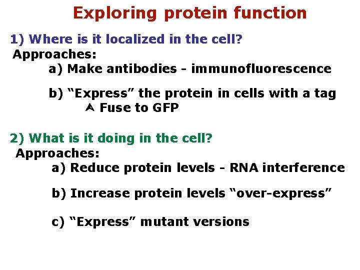 Exploring protein function 1) Where is it localized in the cell? Approaches: a) Make