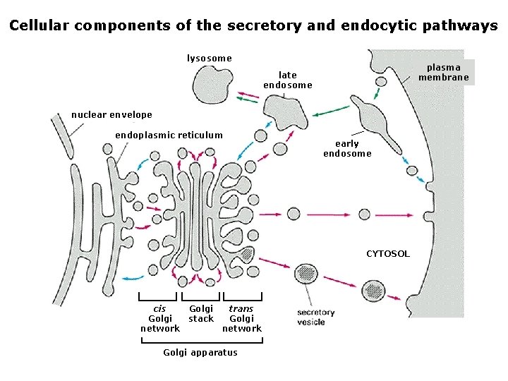 Cellular components of the secretory and endocytic pathways lysosome plasma membrane late endosome nuclear