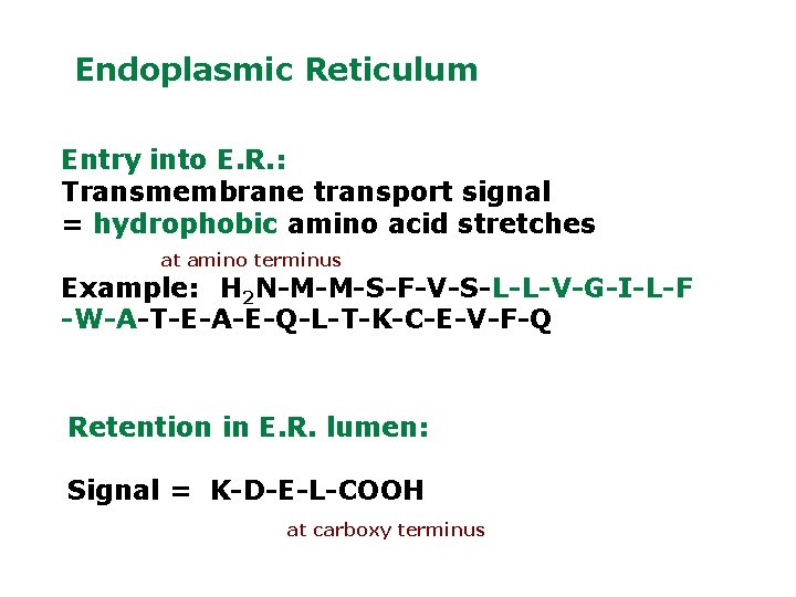 Endoplasmic Reticulum Entry into E. R. : Transmembrane transport signal = hydrophobic amino acid