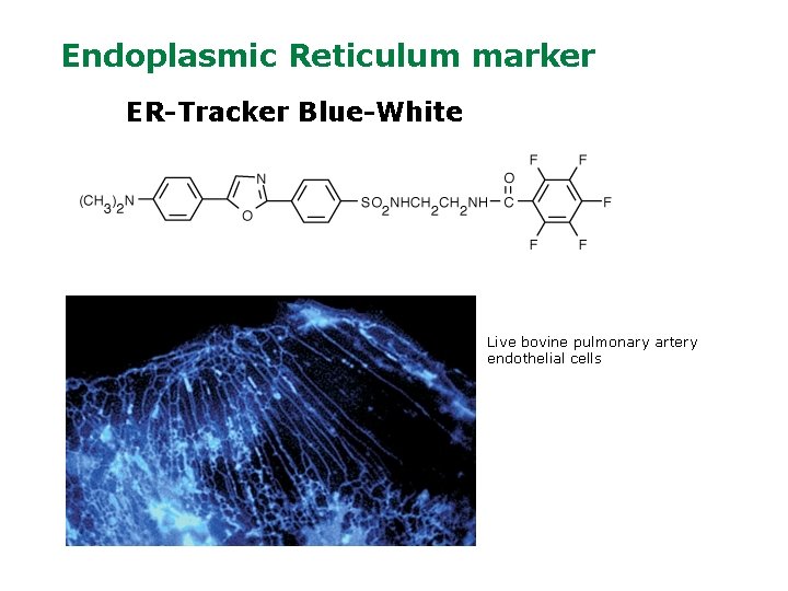 Endoplasmic Reticulum marker ER-Tracker Blue-White Live bovine pulmonary artery endothelial cells 