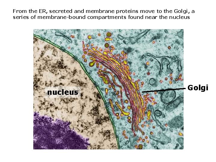 From the ER, secreted and membrane proteins move to the Golgi, a series of