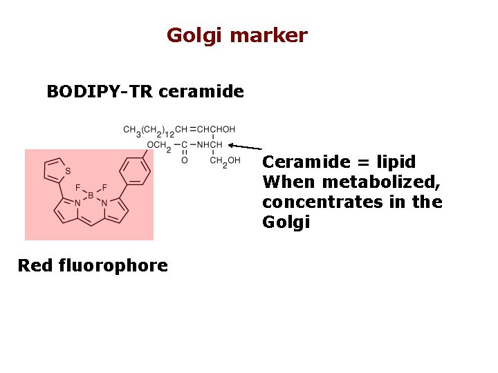 Golgi marker BODIPY-TR ceramide Ceramide = lipid When metabolized, concentrates in the Golgi Red