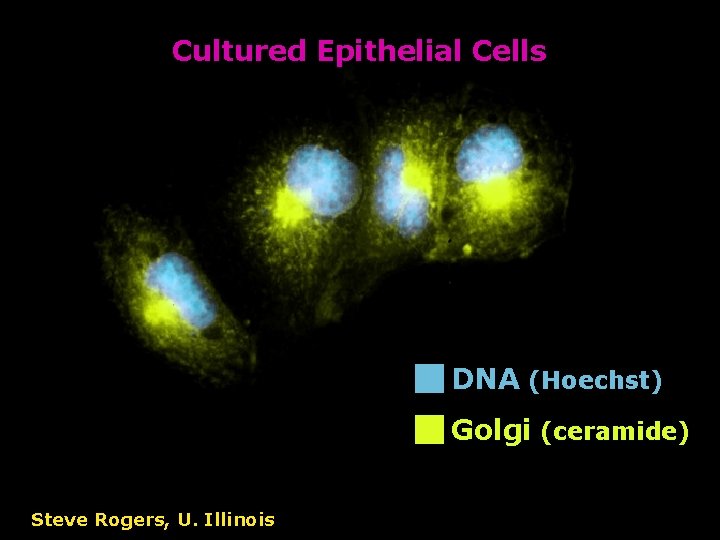 Cultured Epithelial Cells DNA (Hoechst) Golgi (ceramide) Steve Rogers, U. Illinois 