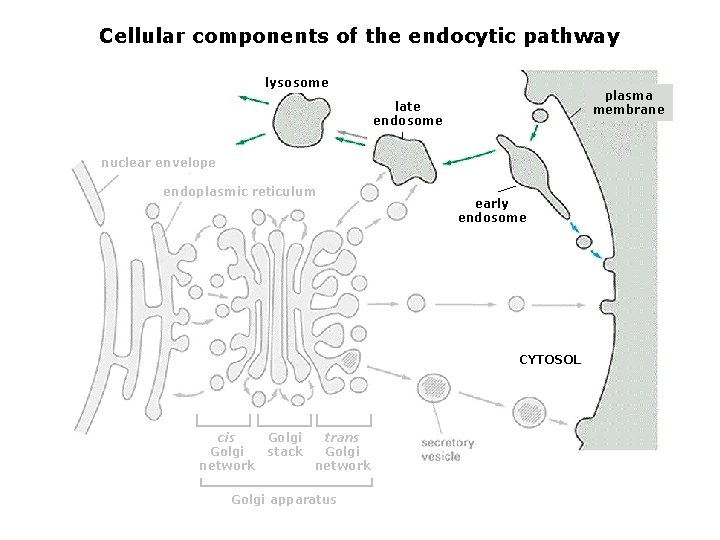 Cellular components of the endocytic pathway lysosome plasma membrane late endosome nuclear envelope endoplasmic
