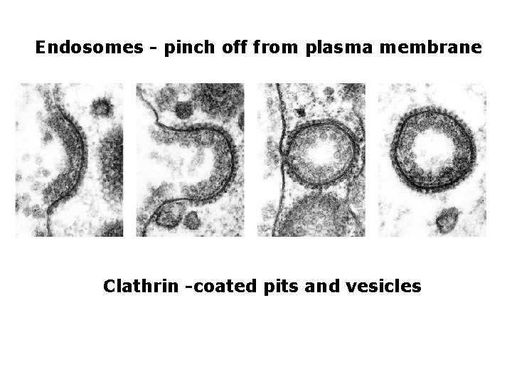Endosomes - pinch off from plasma membrane Clathrin -coated pits and vesicles 