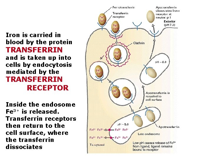 Iron is carried in blood by the protein TRANSFERRIN and is taken up into