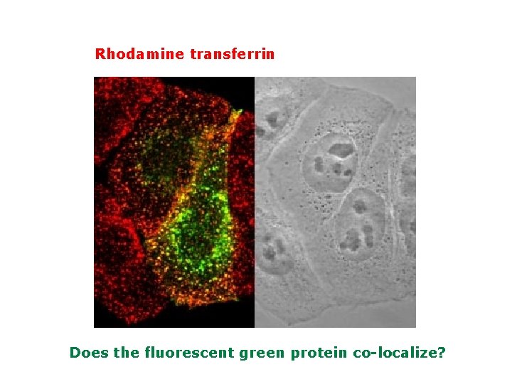 Rhodamine transferrin Does the fluorescent green protein co-localize? 