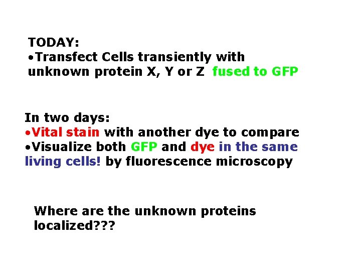 TODAY: • Transfect Cells transiently with unknown protein X, Y or Z fused to