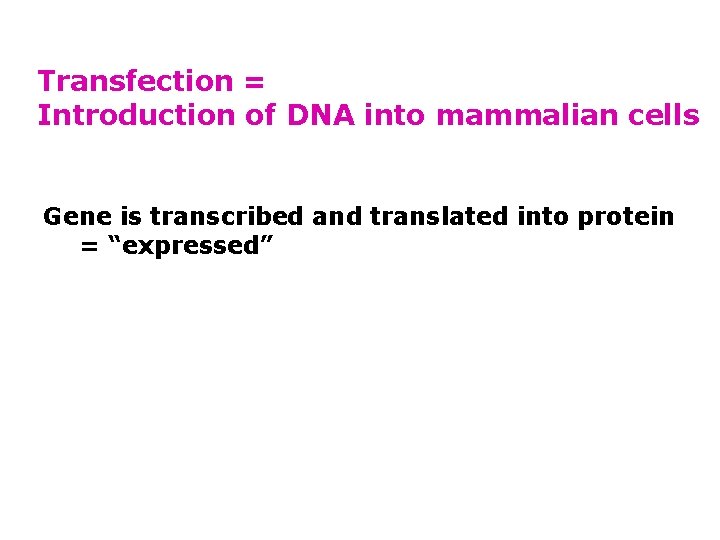 Transfection = Introduction of DNA into mammalian cells Gene is transcribed and translated into