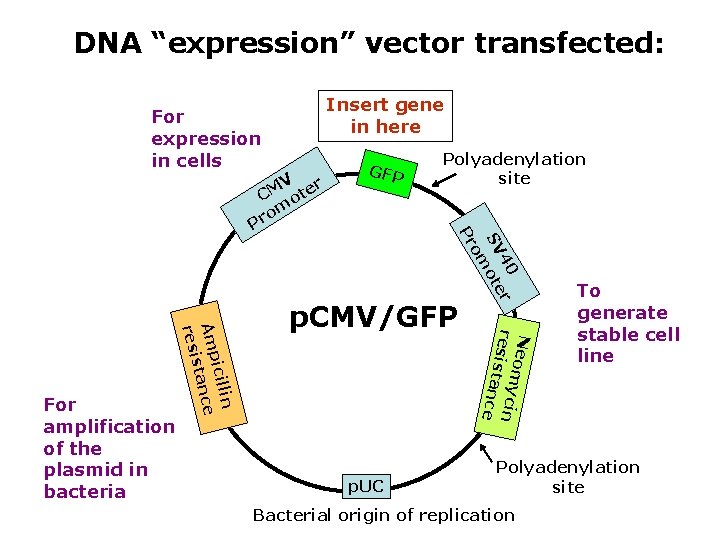 DNA “expression” vector transfected: Insert gene in here For expression in cells p. UC