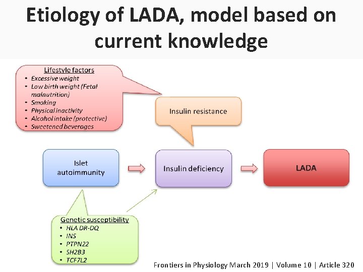 Etiology of LADA, model based on current knowledge Frontiers in Physiology March 2019 |