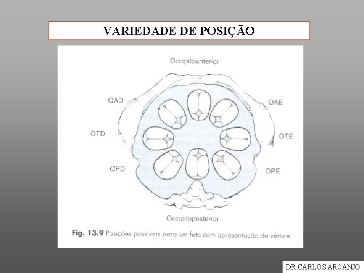 VARIEDADE DE POSIÇÃO DR. CARLOS ARCANJO 