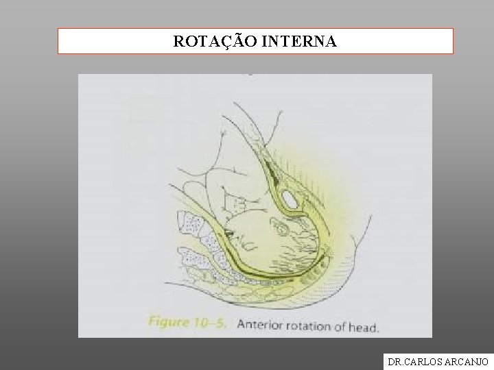 ROTAÇÃO INTERNA DR. CARLOS ARCANJO 