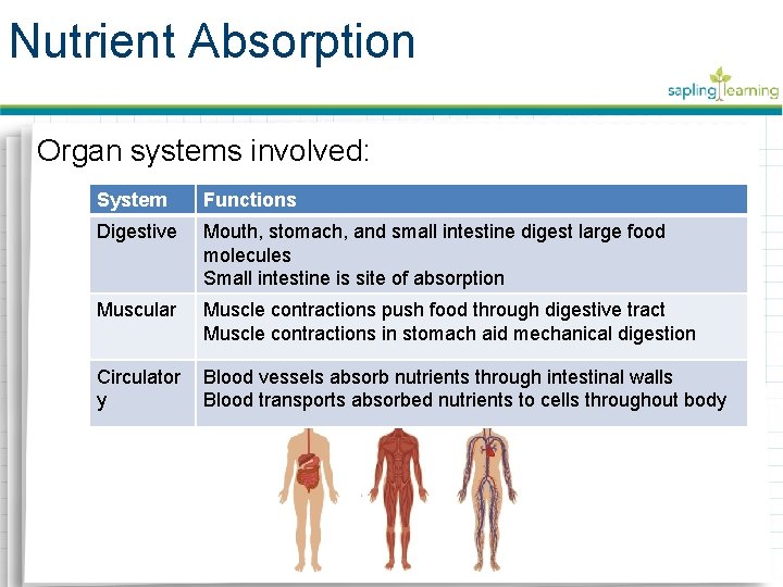 Nutrient Absorption Organ systems involved: System Functions Digestive Mouth, stomach, and small intestine digest