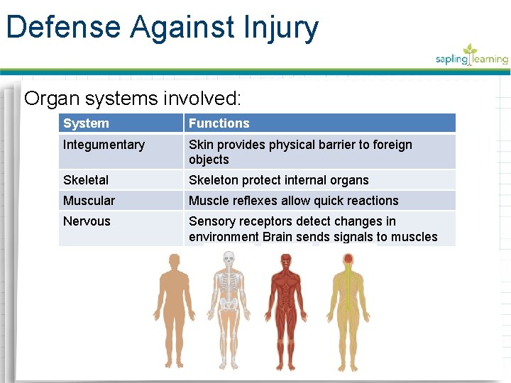 Defense Against Injury Organ systems involved: System Functions Integumentary Skin provides physical barrier to