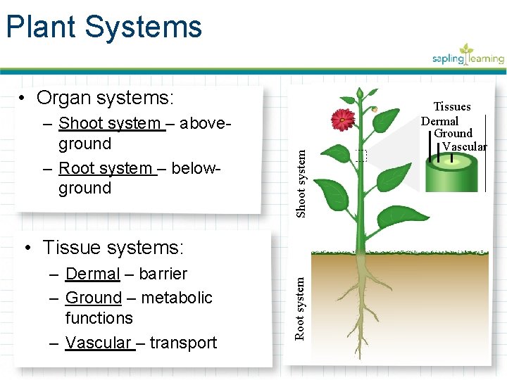 Plant Systems – Shoot system – aboveground – Root system – belowground Shoot system