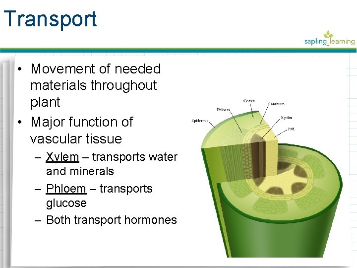 Transport • Movement of needed materials throughout plant • Major function of vascular tissue