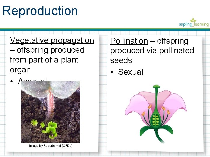 Reproduction Vegetative propagation – offspring produced from part of a plant organ • Asexual